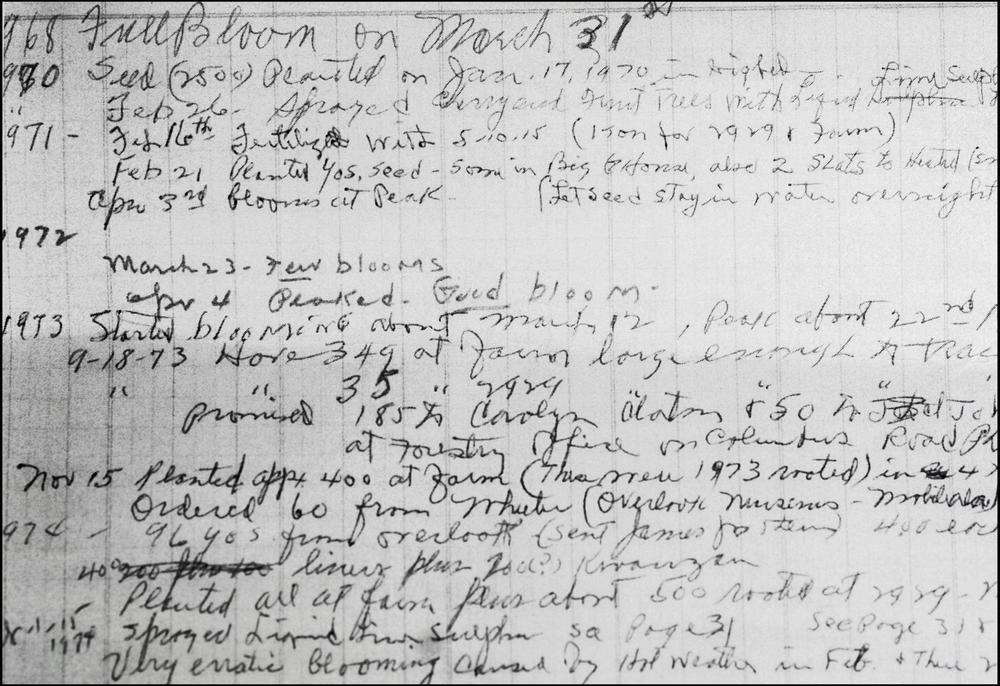 Part of a page from William Fickling's cherry blossom journal. 