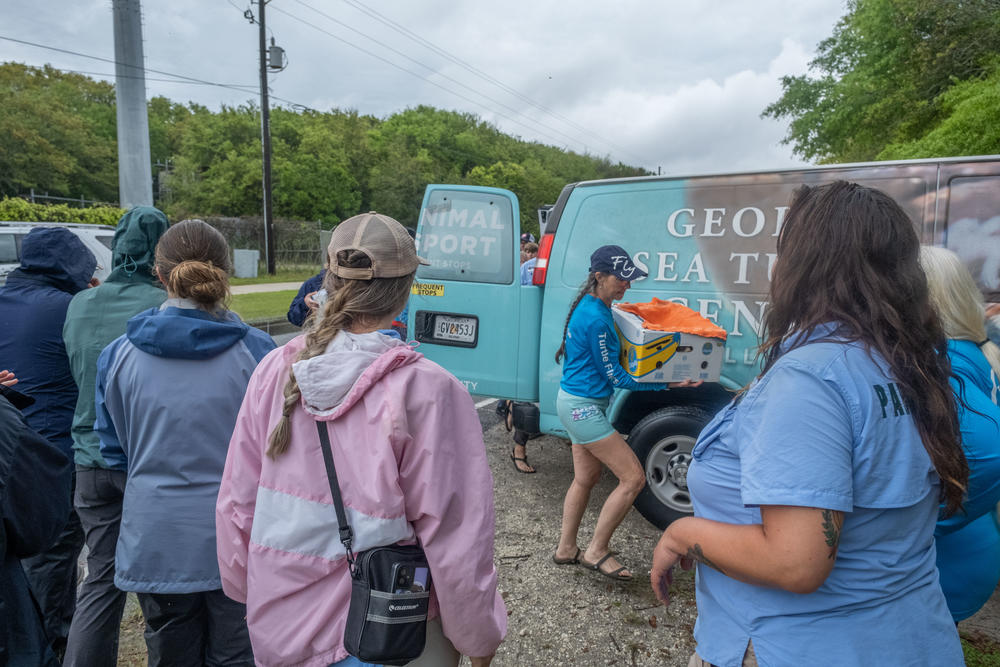 Volunteers including pilot Terry Carbonell transfer turtles from transport vans down to the beach on Jekyll Island.
