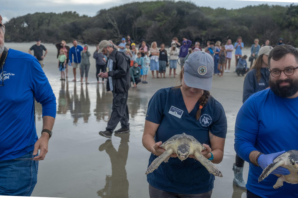 Volunteers with Turtles Fly Too and the Georgia Sea Turtle Center prepare to release rehabilitated and endangered Kemp's ridley sea turtles into the waters off Jekyll Island.