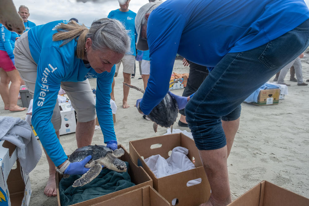 Volunteers prepare to release rehabilitated Kemp's ridley sea turtles on Jekyll Island, flown in from New York, Massachusetts and Connecticut. Every year when water in the North Atlantic becomes too cold, many turtles are stunned, disoriented and washed up onshore.