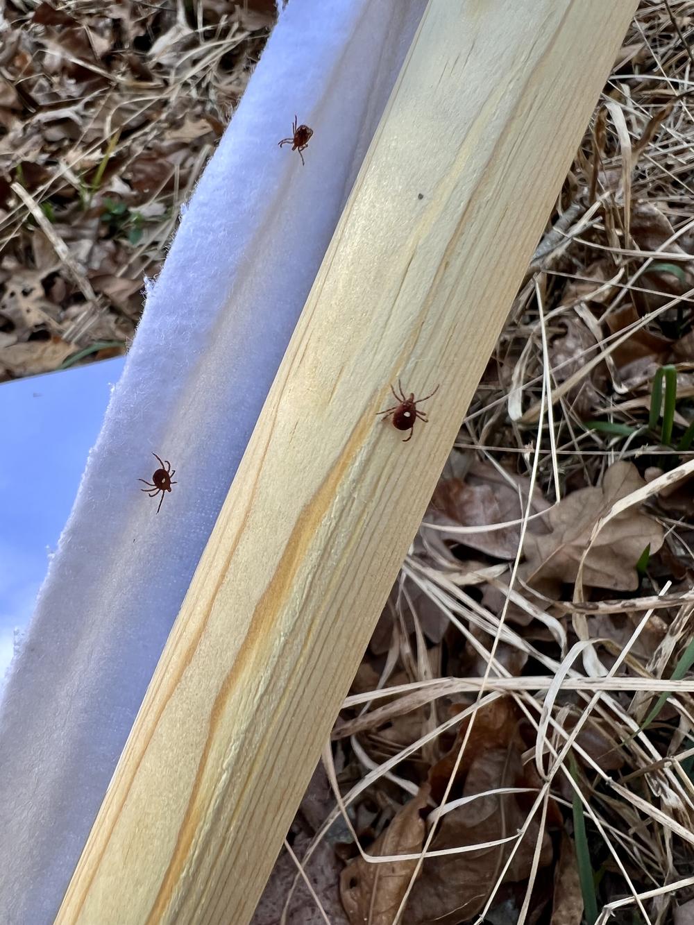 Adult lone star ticks. Credit: Steph Bellman