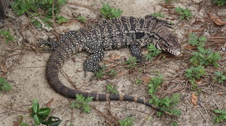 The Argentine Black and White Tegus Lizard.