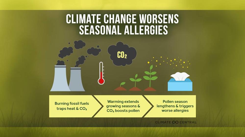 Chart showing how climate change worsens allergies in certain U.S. cities.