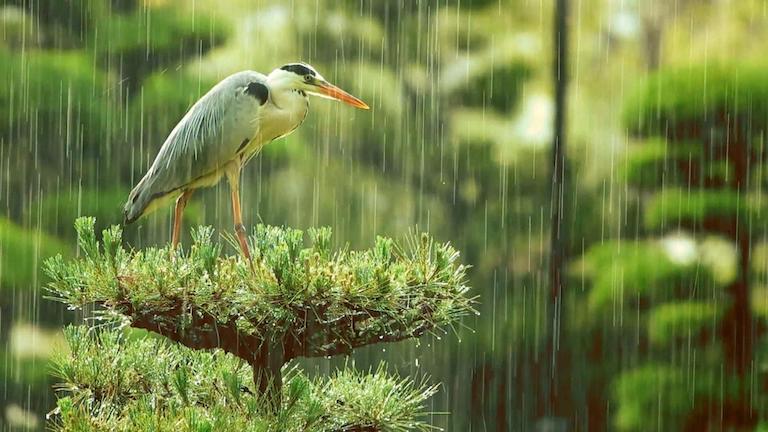A large bird on a tree in a rainstorm.