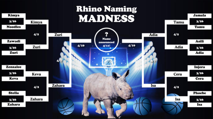 The Rhino Naming Madness bracket.