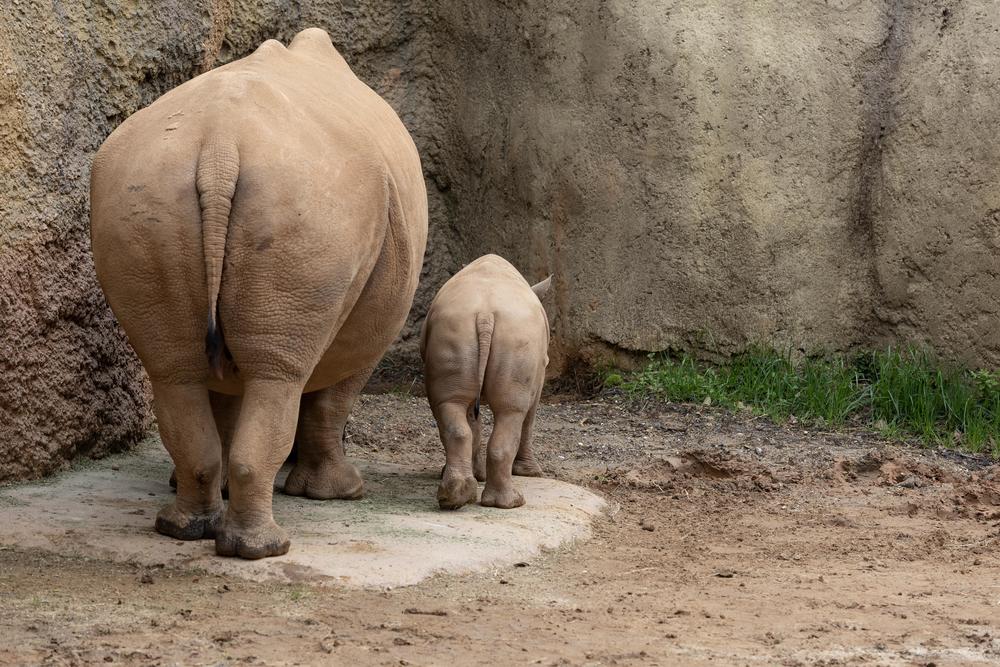 The southern white rhino mother, Kiazi, stands next to her calf.