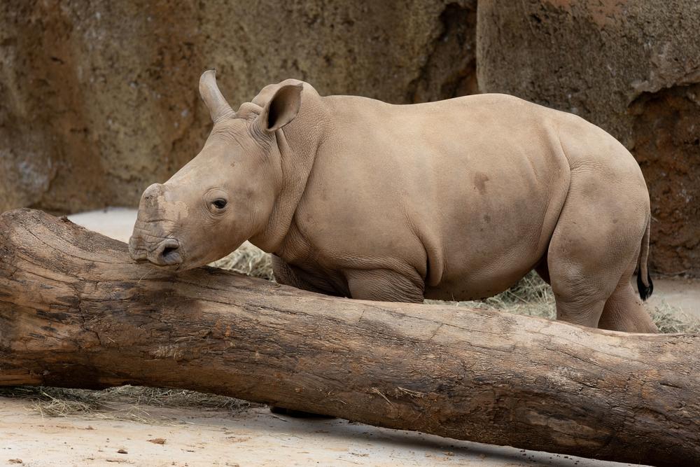The southern white rhino calf.