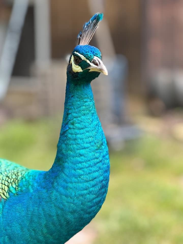 Earl The Peacock.