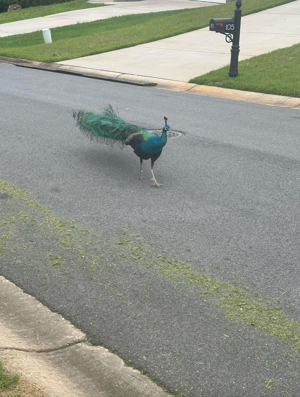 Earl The Peacock wandering around the streets of Warner Robins.