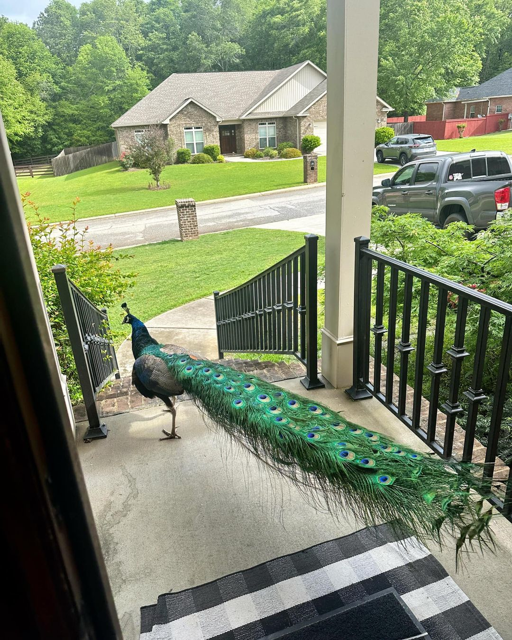 Earl The Elusive Peacock of Middle Georgia.