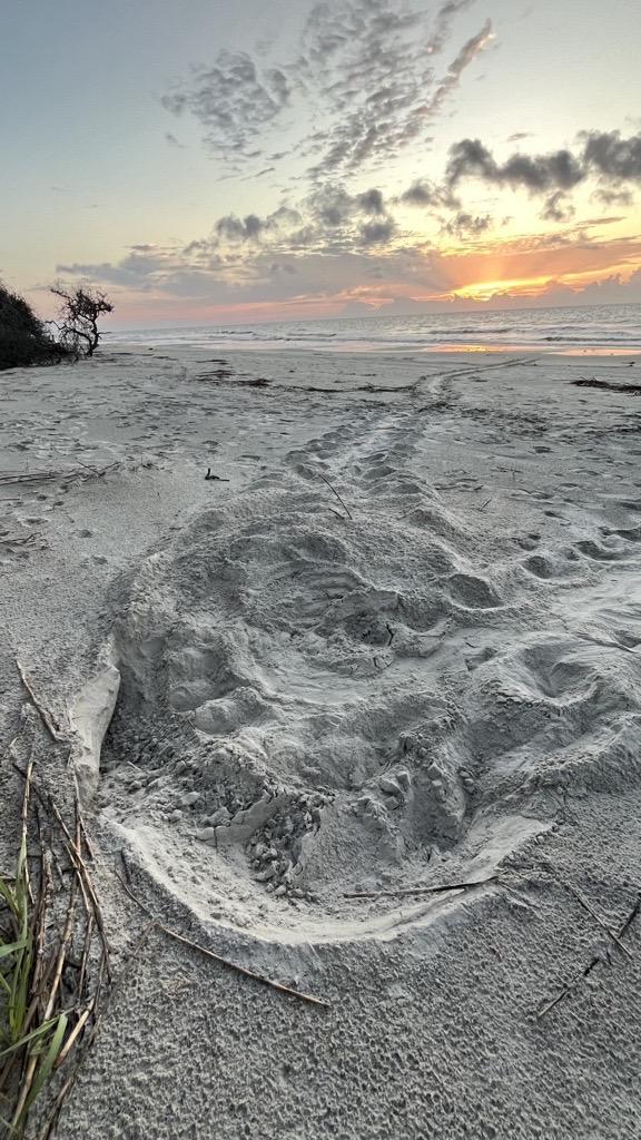 Jekyll Island's first sea turtle nest of 2024, as identified by the Georgia Sea Turtle Center.
