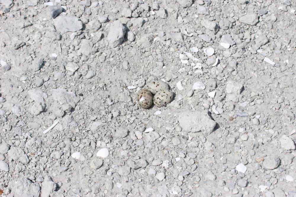 Least tern eggs Credit: Georgia DNR
