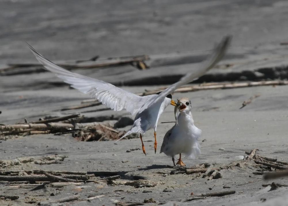 Least tern feeding chick. Credit: Georgia DNR