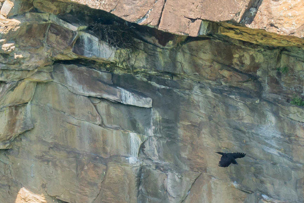 A rare raven nest is viewable from Overlook 9 at Tallulah Gorge State Park.