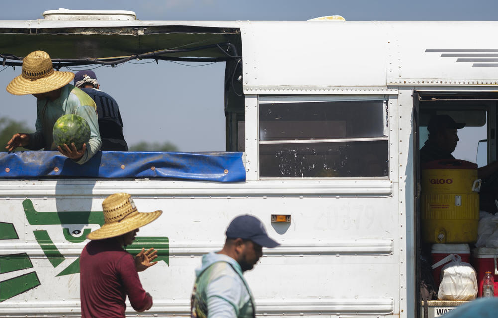 Watermelon pickers in a field near Pitts, Ga. on June 27, 2023. 