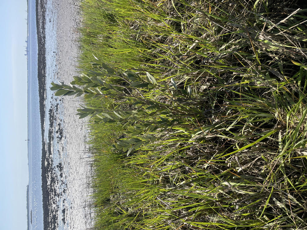 A black mangrove tree is shown near Kings Bay, Georgia.