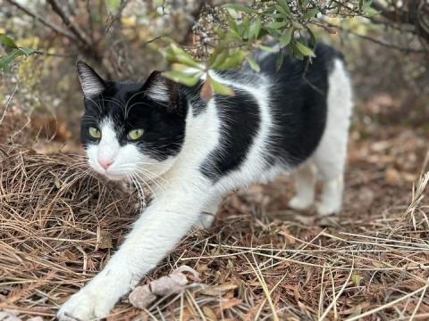 Momo is one of the many cats being fed and cared for on the Georgia Tech campus.