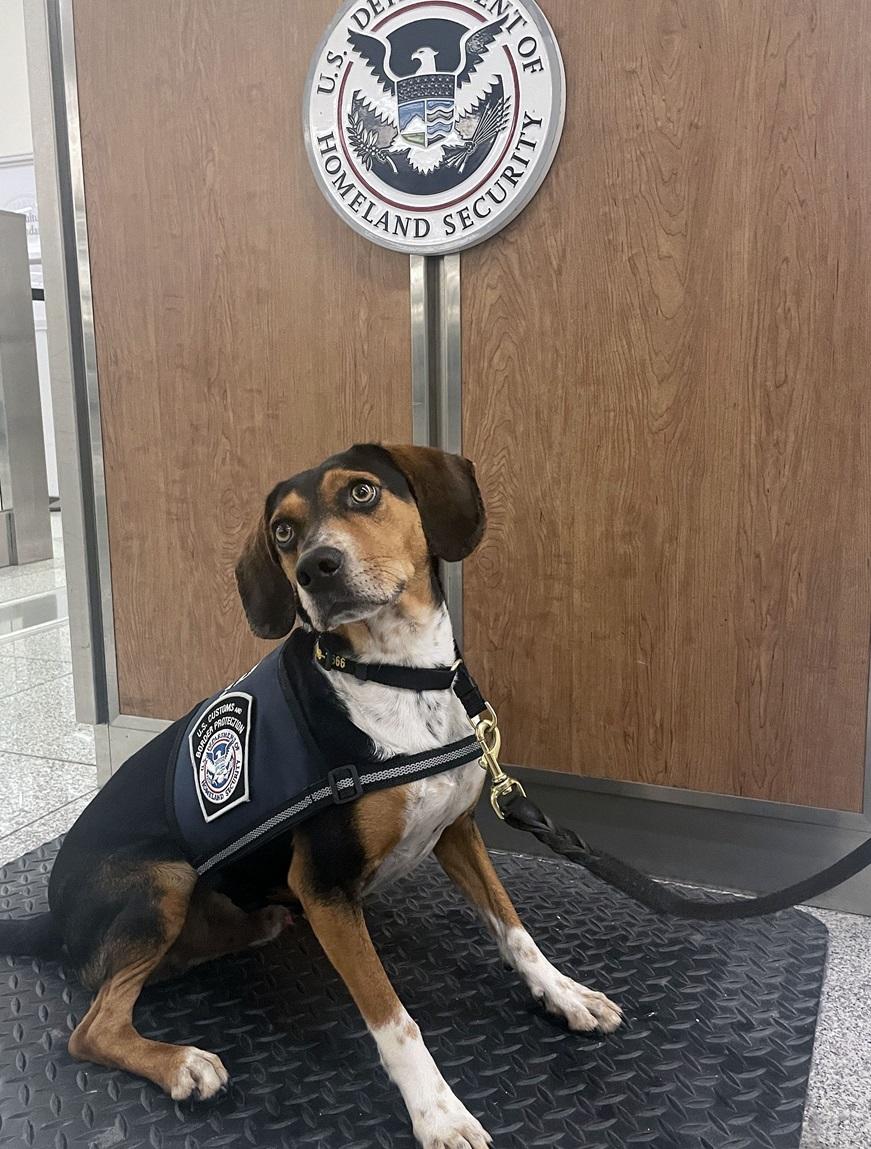 Flash is dressed and ready for work at Atlanta Hartsfield-Jackson International Airport in June 2024.