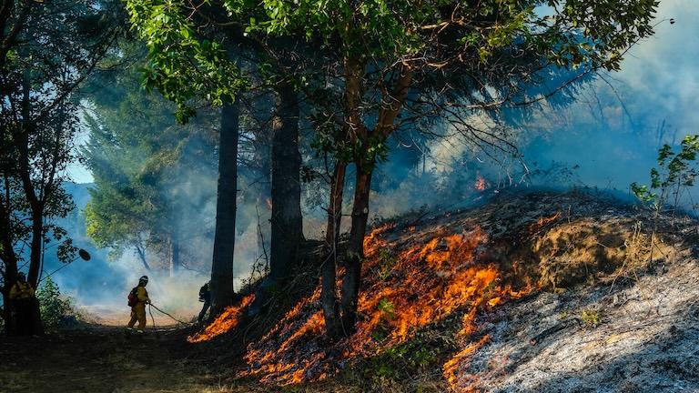 A forest fire.