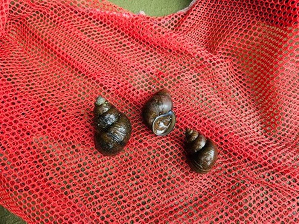 The mystery snails are native to parts of Asia. Georgia Department of Natural Resources’ Wildlife Resources Division  
