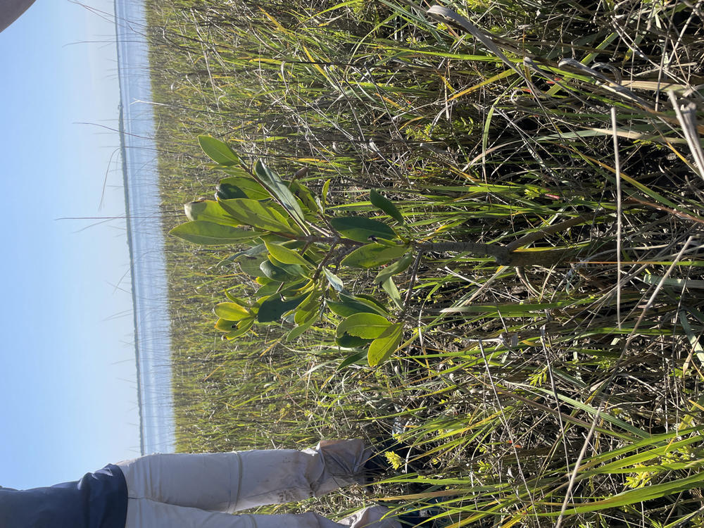 A red mangrove tree is shown near Cumberland Island, Georgia.