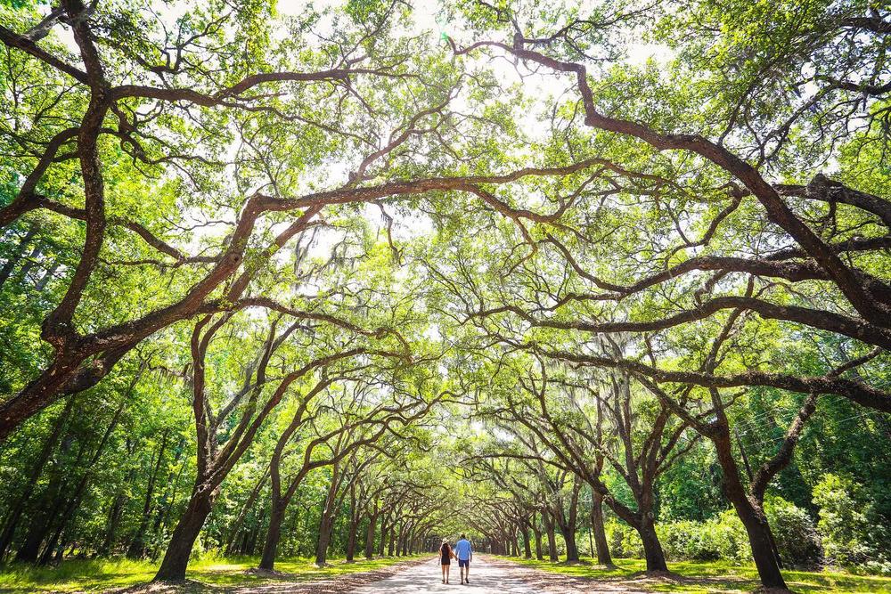 Wormsloe State Historic Site (Photo by Victoria Comella).