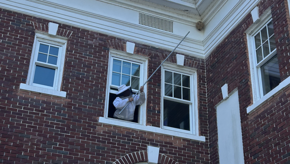 A man pokes at a beehive in the corner of a building with a stick.