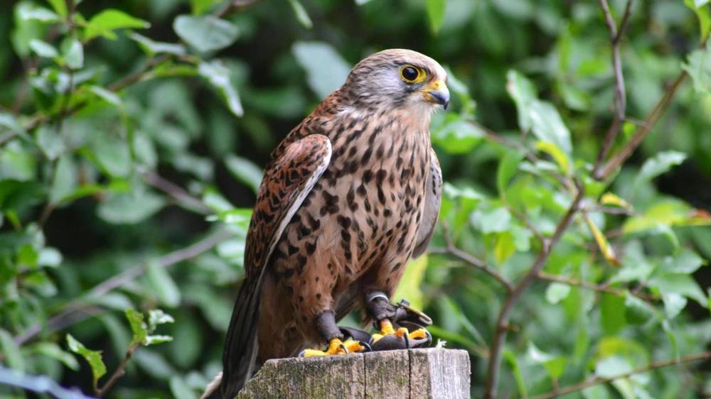 Georgia is home to several species of birds of prey. Photo by CO SCH