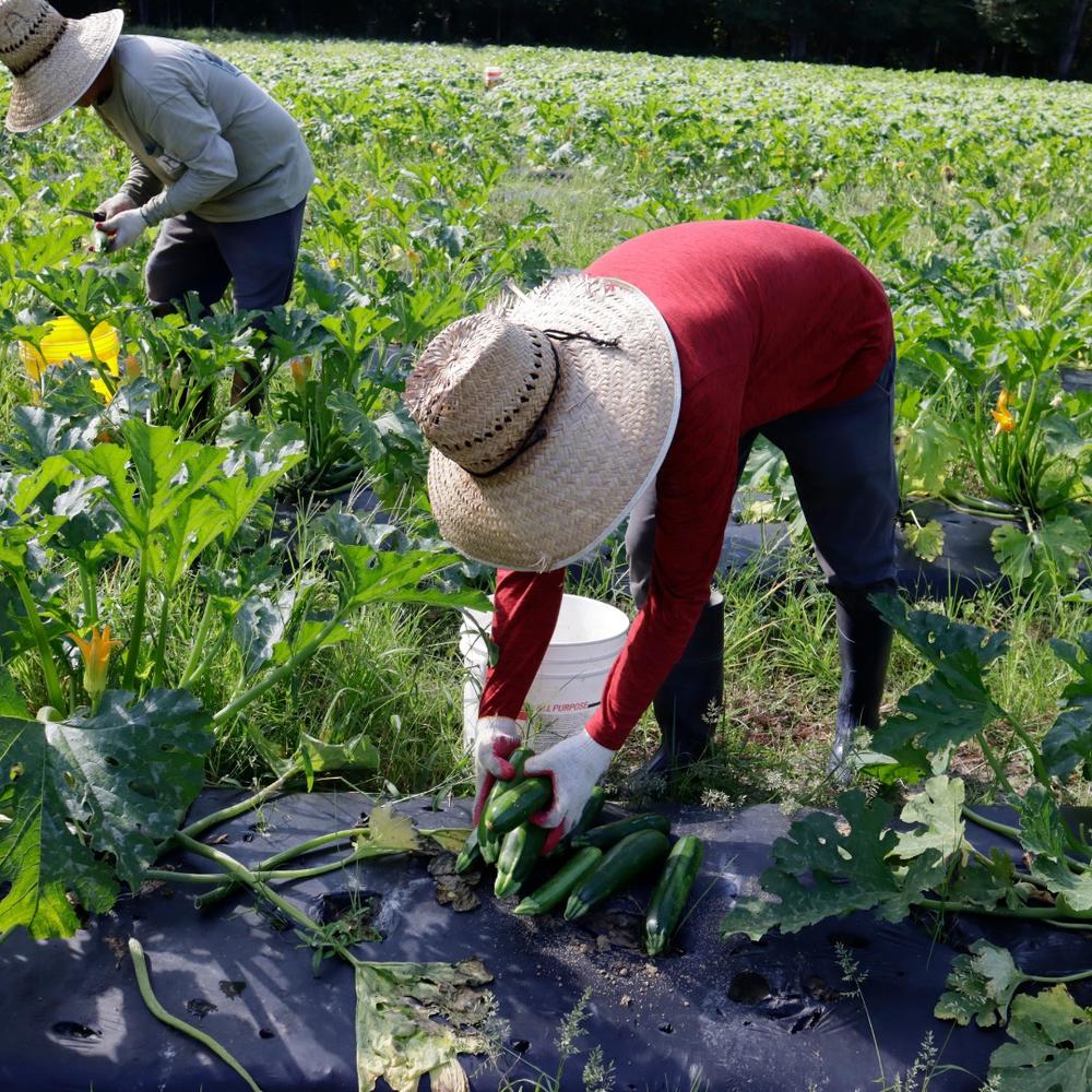 Two farm workers are shown in a field, bending over, picking zucchini, their faces obscured by large hats.