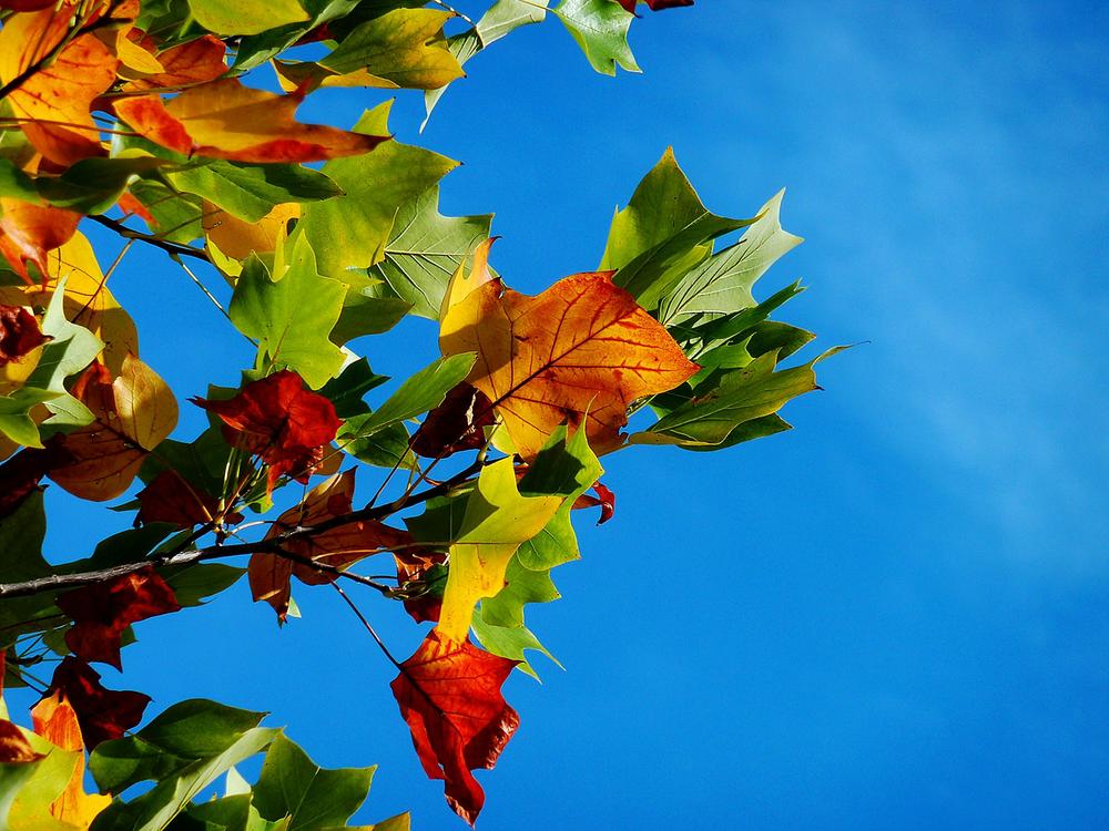 Red, orange and green leaves during daytime. (Pexels)