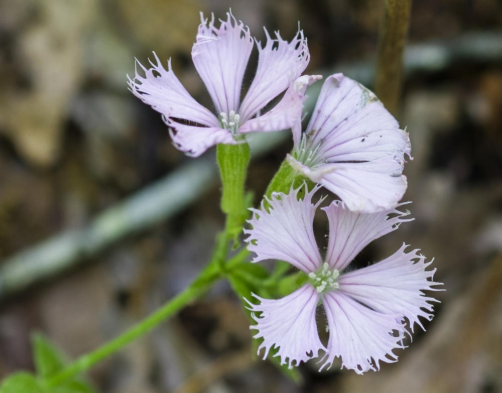 A fringed campion is seen in bloom in an urban forest in Macon in April 2024. The native flower is federally endangered, only found in a few dozen sites in Georgia and Florida.