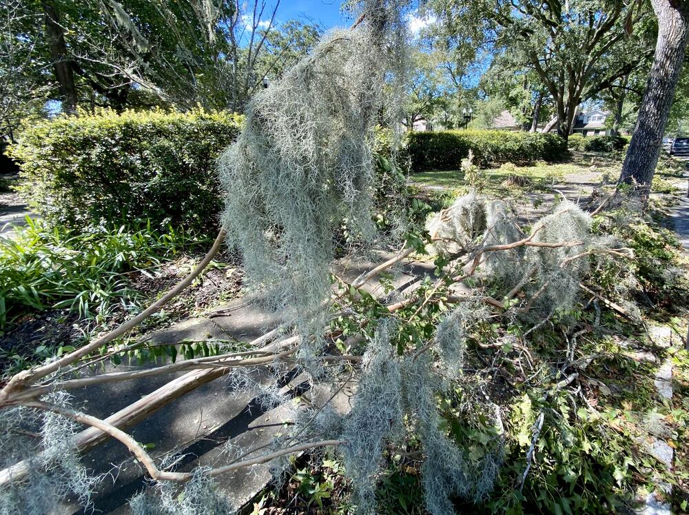 A downed tree at Smith-Gaudry Park in Savannah after Hurricane Helene on Friday, Sept. 27, 2024.