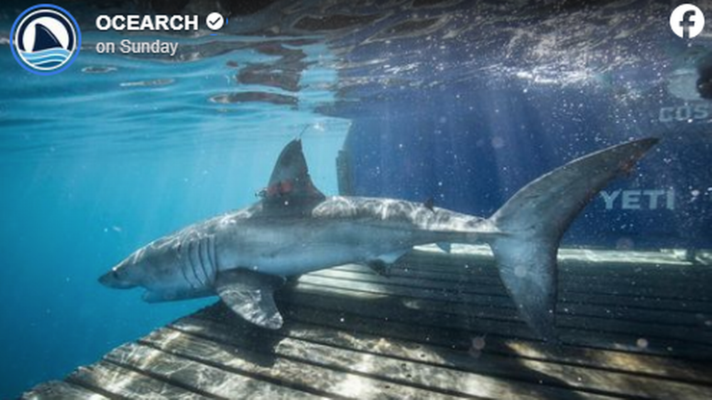 This 10-foot great white shark vanished off Georgia in April and resurfaced five months later in the Gulf of St. Lawrence off Canada, OCEARCH reports. OCEARCH Facebook screengrab