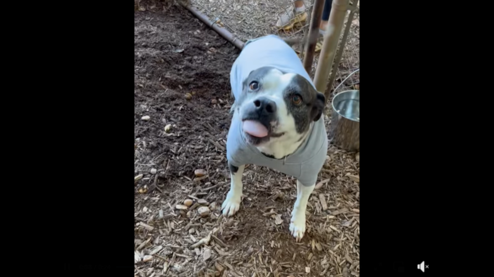 Queenie the dog was adopted after she spent more than two years in a Georgia shelter. Screengrab from the Humane Society of Forsyth County, GA's video on Facebook  