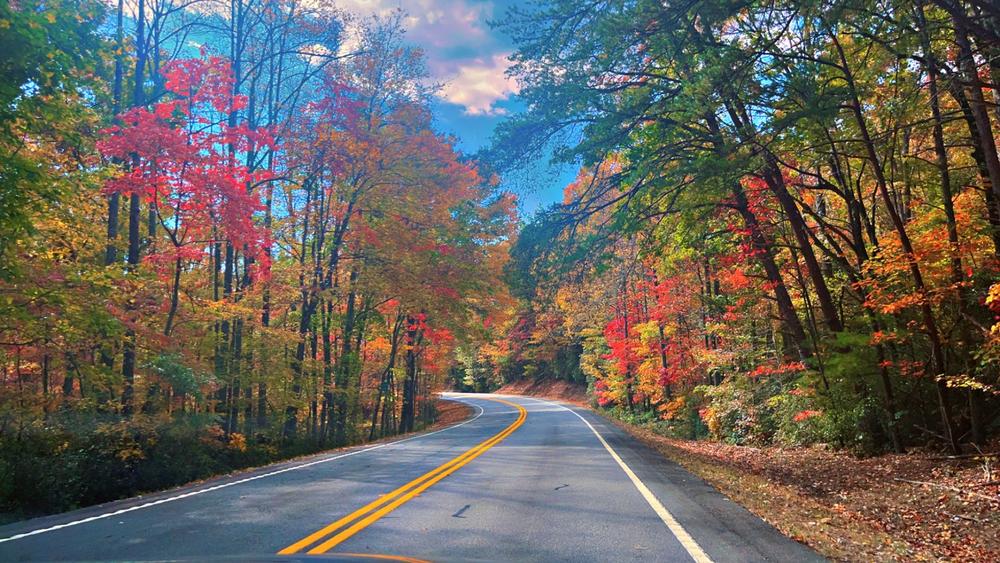 A road is shown with trees in full fall colors on both sides.