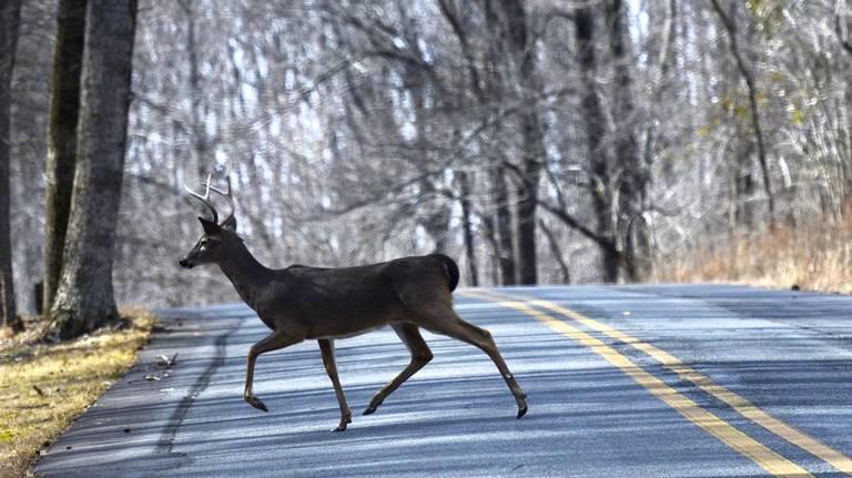 Deer crossing the road.