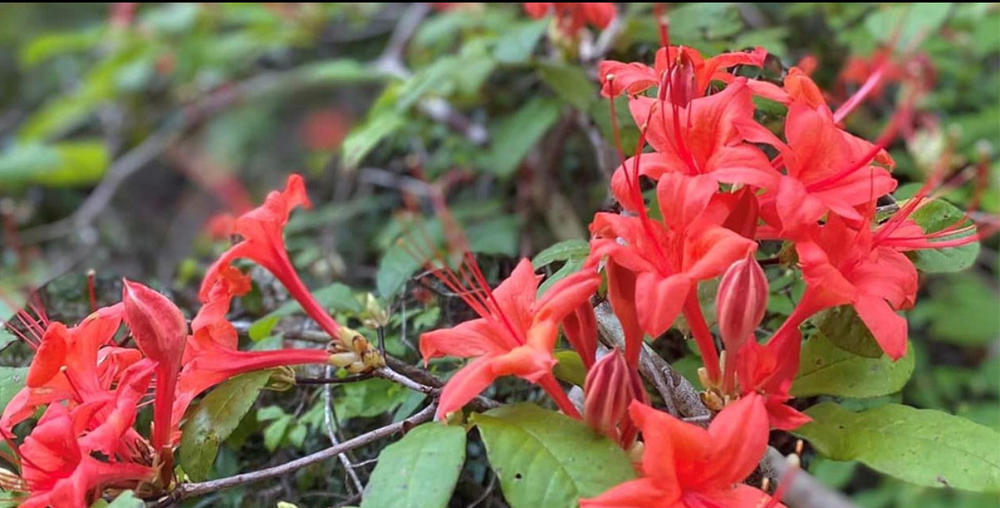 Flowers found on Providence Canyon