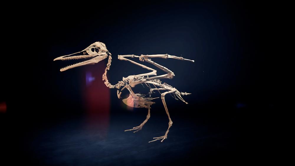 A bird skeleton.