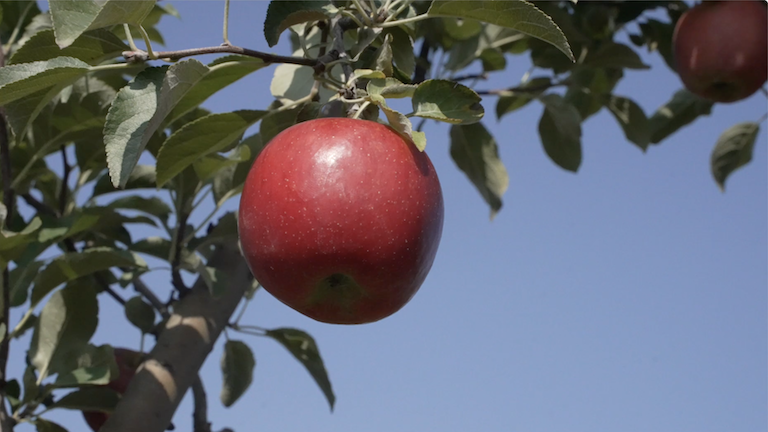 An apple on a tree.