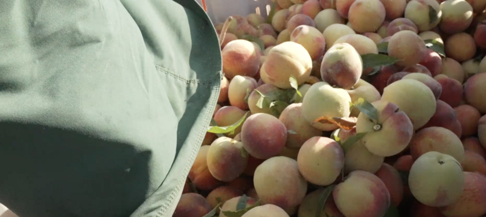 Peaches