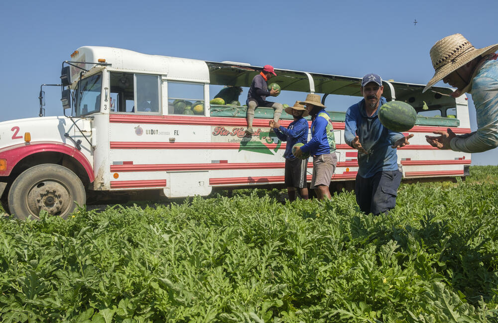 Watermelon pickers in a field near Pitts, Ga. on June 27, 2023. Credit: Grant Blankenship / GPB