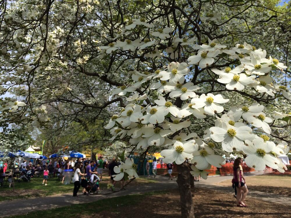 Dogwood tree in bloom at the Atlanta Dogwood Festival