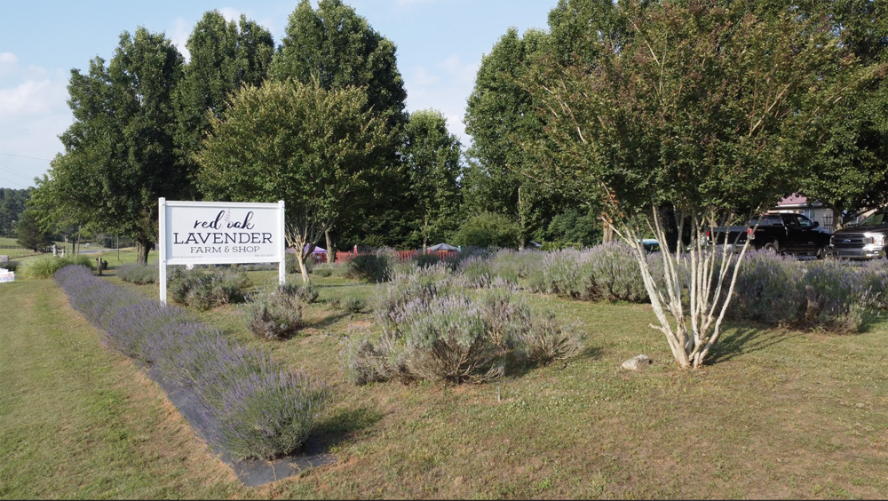 Red Oak Lavender Farm