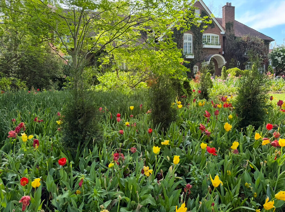 field of flowers