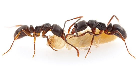 Two needle ants attack a termite.