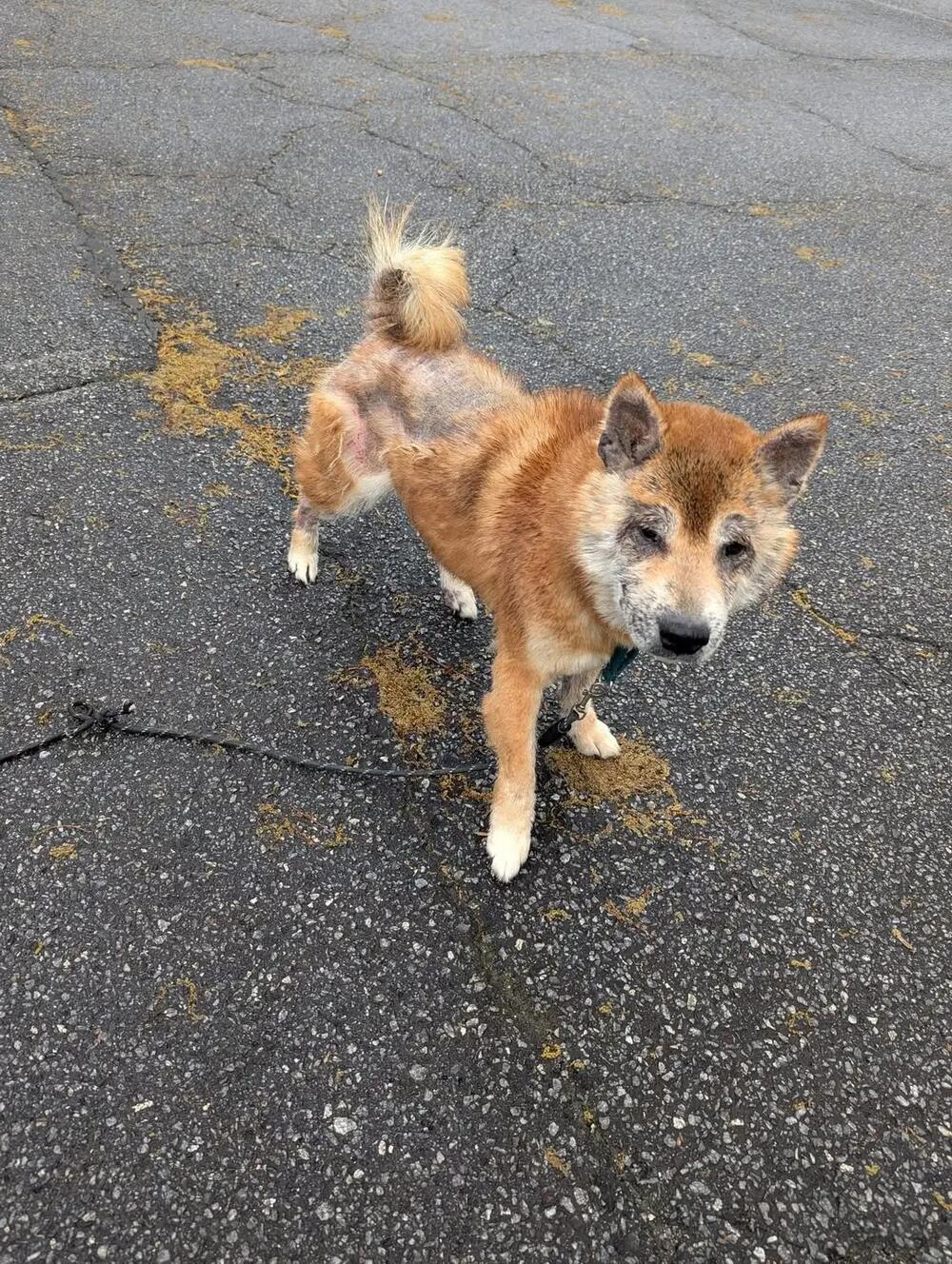 Shogatsu was found in Tucker wandering around dragging a frayed rope, more than a year after he disappeared. (Photo by Chantel Hunter)