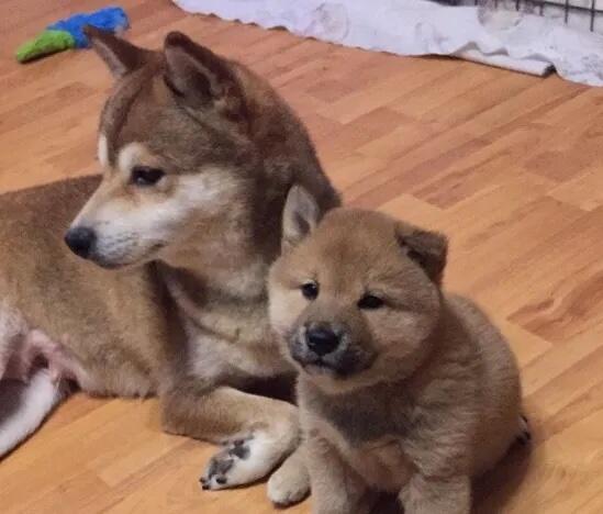 Puppies!