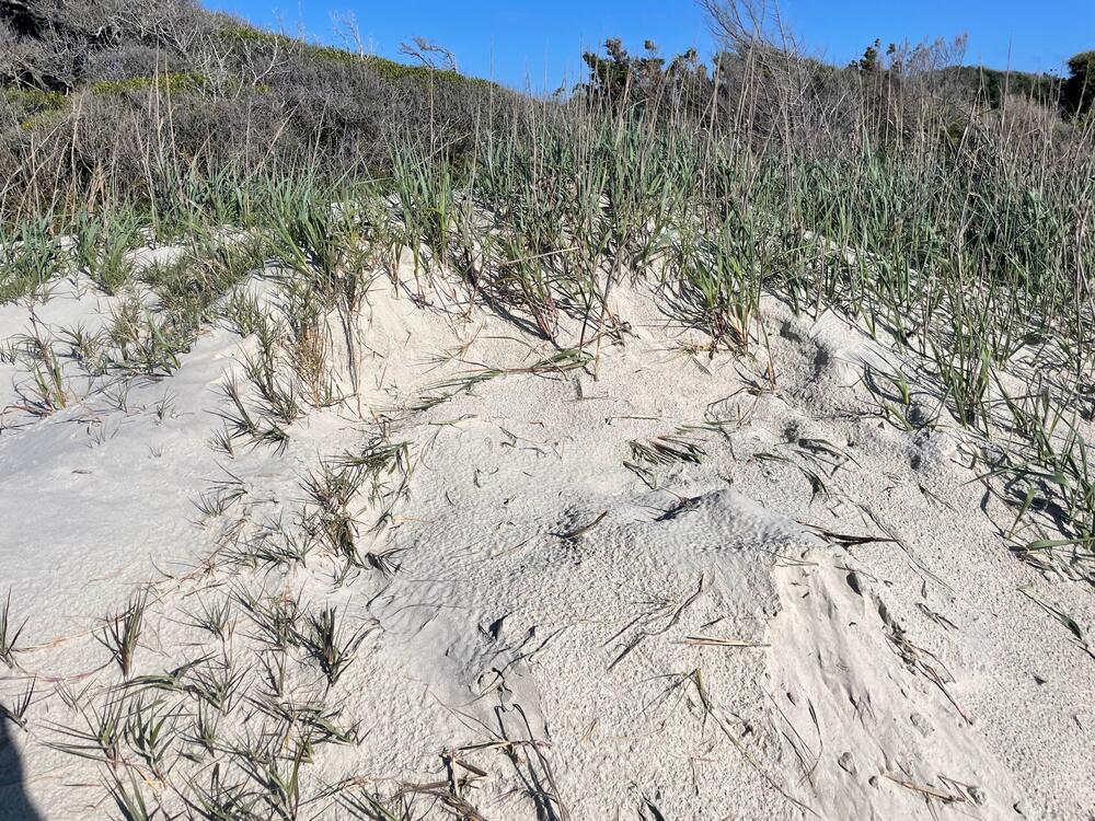 Georgia's first identified sea turtle nest of the 2025 season, located on the south end of Jekyll Island along Glory Beach. Sea turtle mothers dig into the beach to create an egg chamber, where they lay around 100 eggs, before camouflaging the nest with sand.