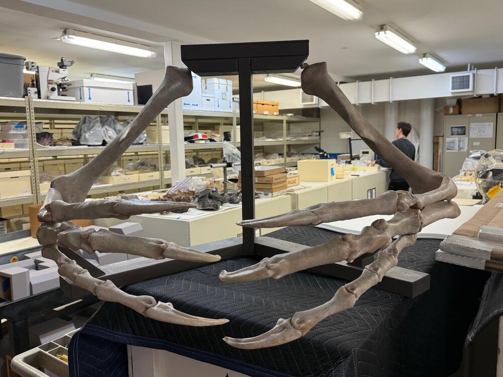Two Tyrannasaurian theropod arm casts in a research lab