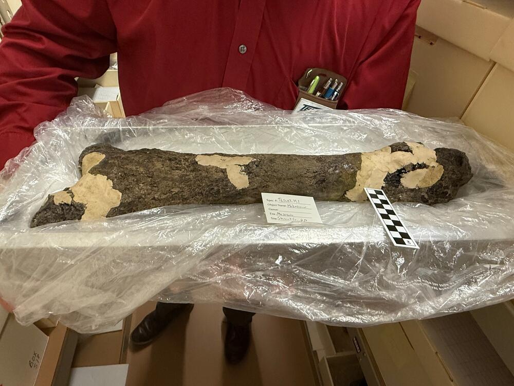 A femur from a hadrosaur kept in a temperature-controlled room at Tellus Science Museum